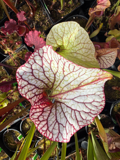 Sarracenia x HR-S06 Sister Of Bloody Punch (Shipped Bare-Root)