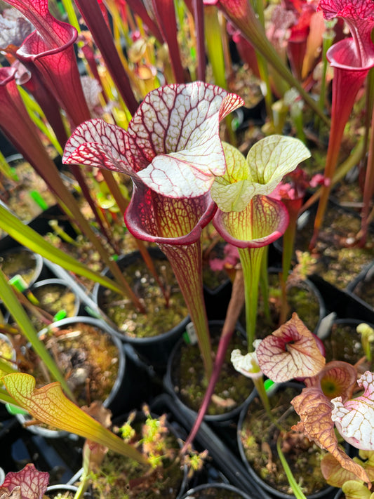 Sarracenia x HR-S06 Sister Of Bloody Punch (Shipped Bare-Root)