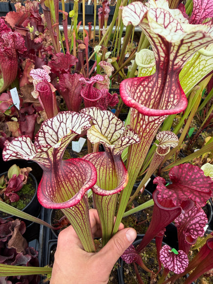 Sarracenia x Inspiration (Shipped Bare-Root)