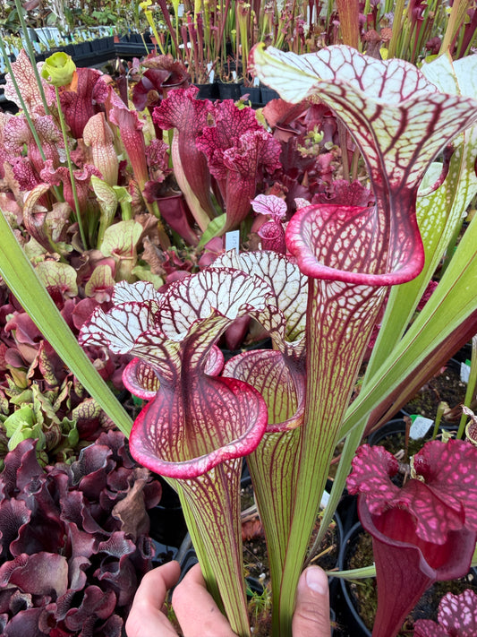Sarracenia x Inspiration (Shipped Bare-Root)