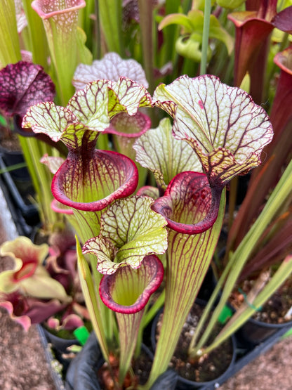 Sarracenia x Inspiration (Shipped Bare-Root)