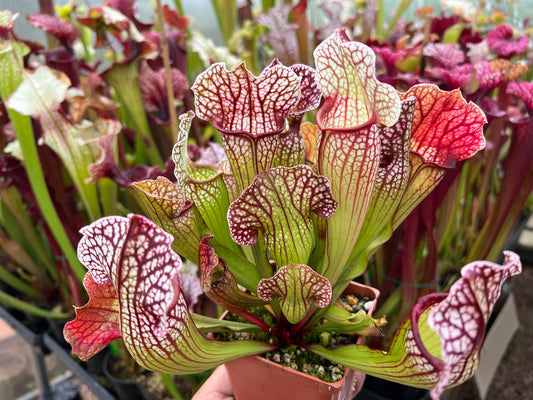 Sarracenia x It (Shipped Bare-Root)