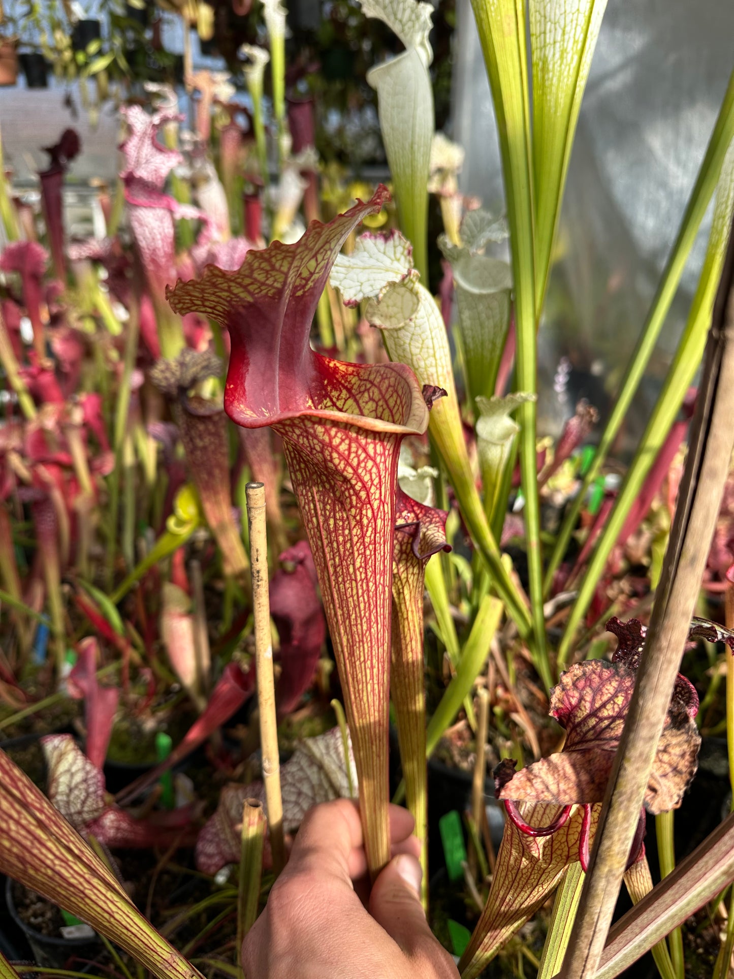 Sarracenia x Karsyn Elise (Shipped Bare-Root)
