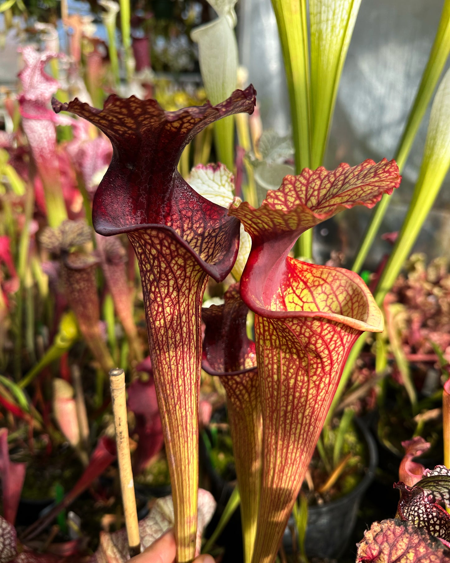 Sarracenia x Karsyn Elise (Shipped Bare-Root)