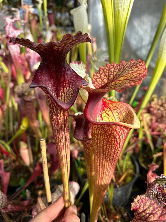 Sarracenia x Karsyn Elise (Shipped Bare-Root)