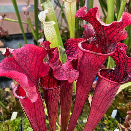 Sarracenia x Kilimanjaro x Judith Hindle PSH9 (Shipped Bare-Root)