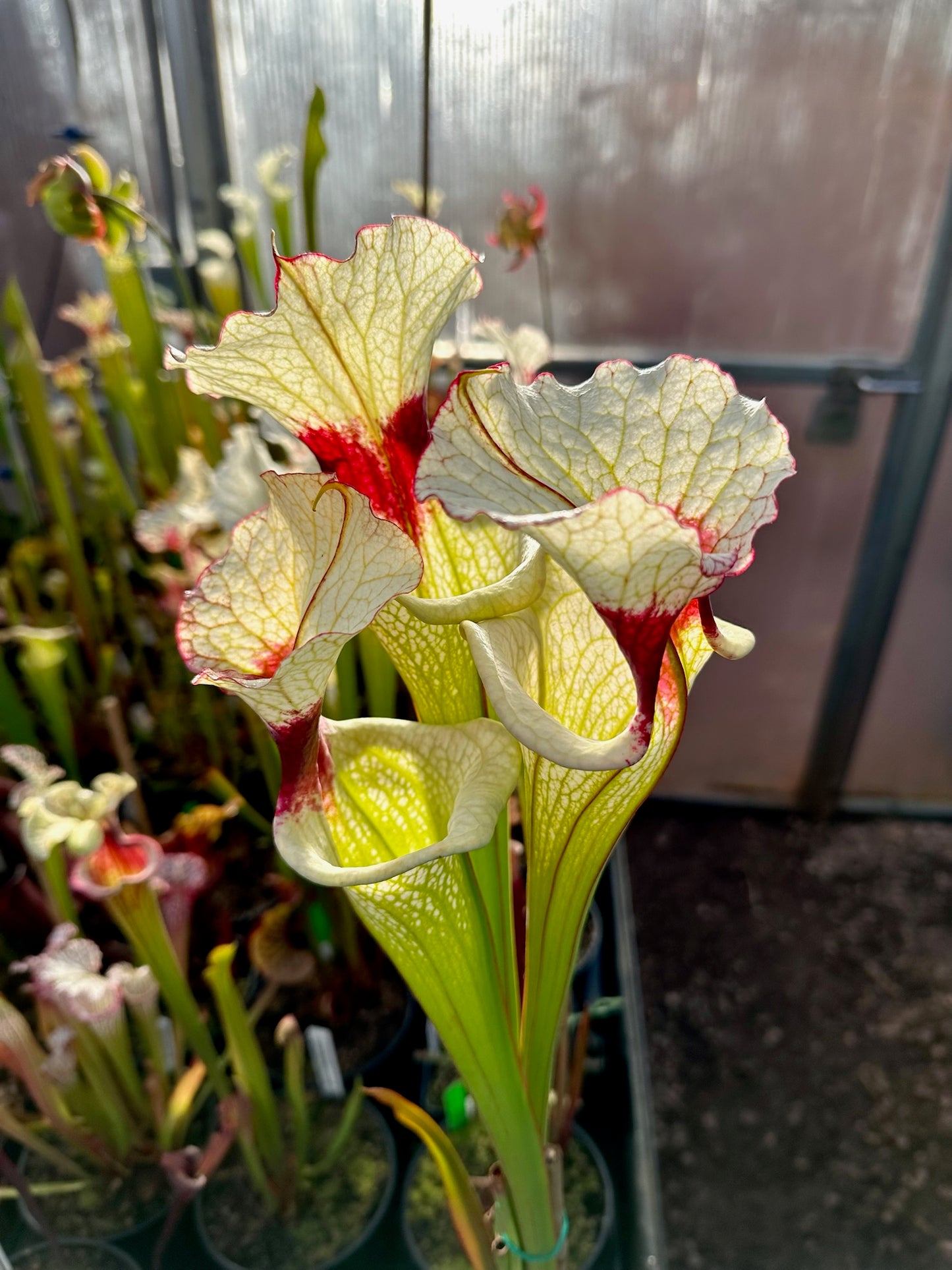 Sarracenia x Leah Wilkerson x Adrian Slack Clone A Miroslav (Shipped Bare-Root)
