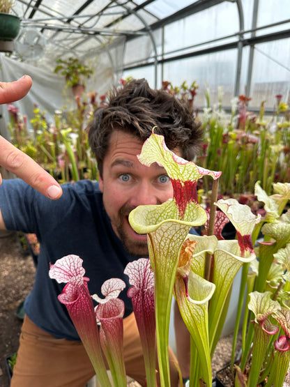 Sarracenia x Leah Wilkerson x Adrian Slack Clone A Miroslav (Shipped Bare-Root)