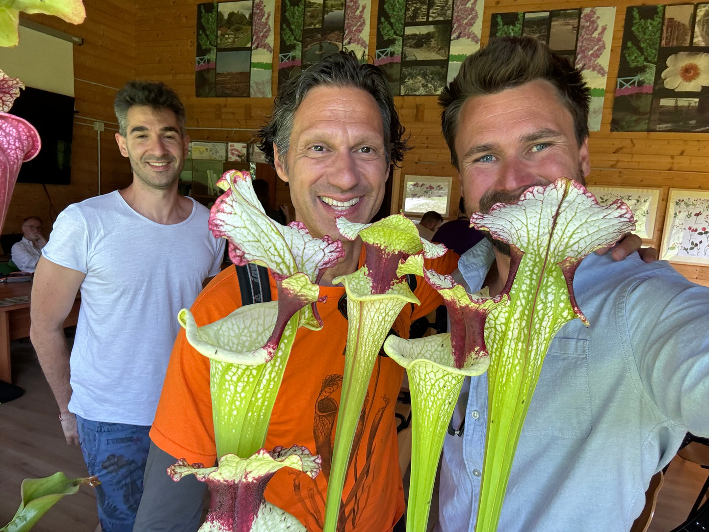 Sarracenia x Leah Wilkerson x Adrian Slack Clone A Miroslav (Shipped Bare-Root)