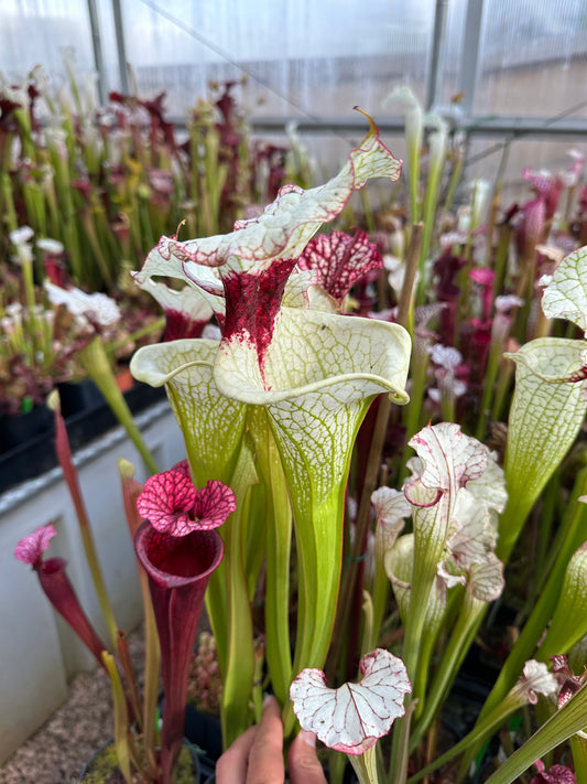 Sarracenia x Leah Wilkerson x Adrian Slack Clone A Miroslav (Shipped Bare-Root)