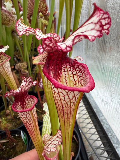 Sarracenia x Leah Wilkerson x leucophylla Purple Lips LH121 #2 - Small (Shipped Bare-Root)