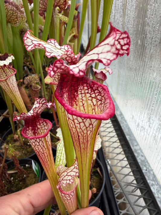 Sarracenia x Leah Wilkerson x leucophylla Purple Lips LH121 #2 - Small (Shipped Bare-Root)