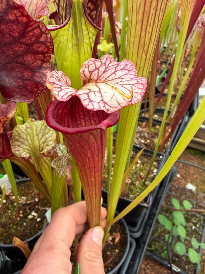 Sarracenia x Leah Wilkerson x Saurus JH-227 mixed SG individuals (Shipped Bare-Root)