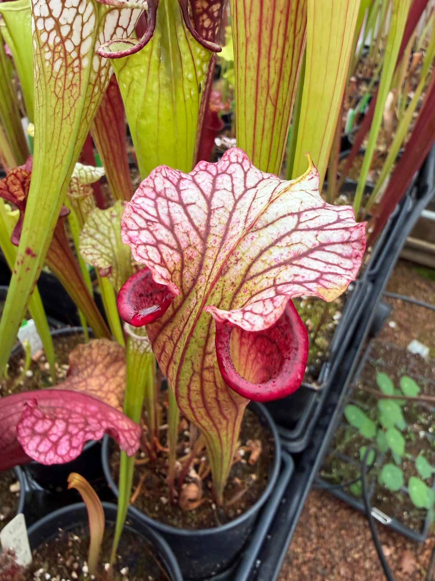 Sarracenia x Leah Wilkerson x Saurus JH-227 mixed SG individuals (Shipped Bare-Root)