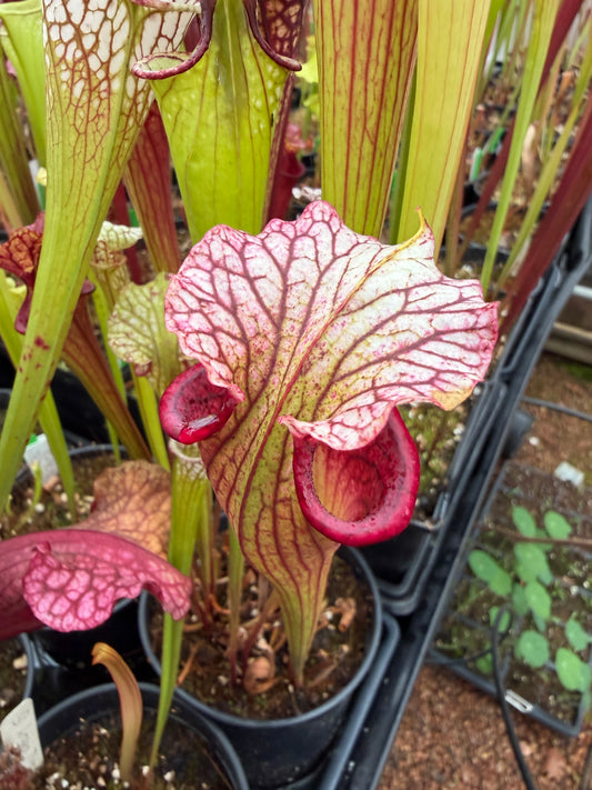 Sarracenia x Leah Wilkerson x Saurus JH-227 mixed SG individuals (Shipped Bare-Root)