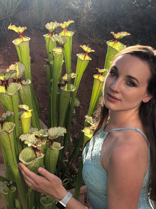 Sarracenia x Leah Wilkerson (Shipped Bare-Root)