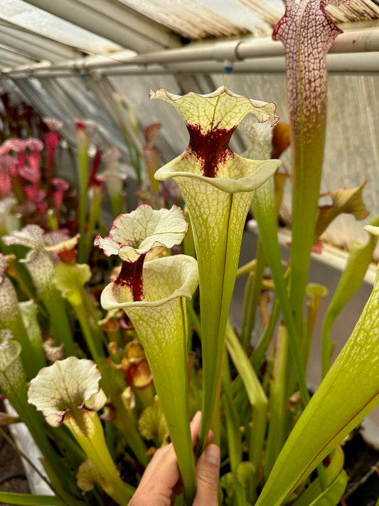 Sarracenia x Legacy (Shipped Bare-Root)