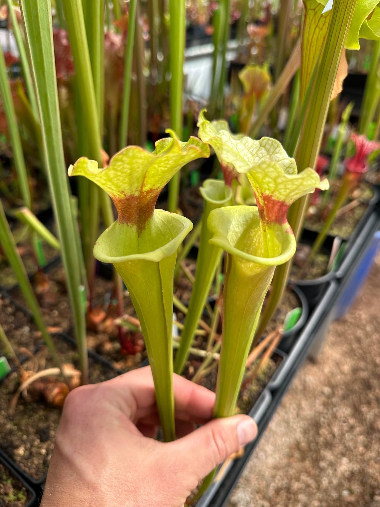 Sarracenia x Lemon Legacy (Shipped Bare-Root)