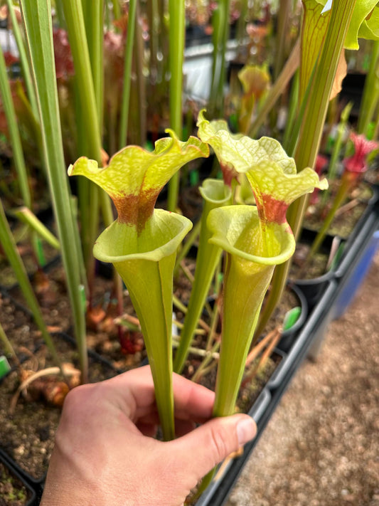 Sarracenia x Lemon Legacy (Shipped Bare-Root)
