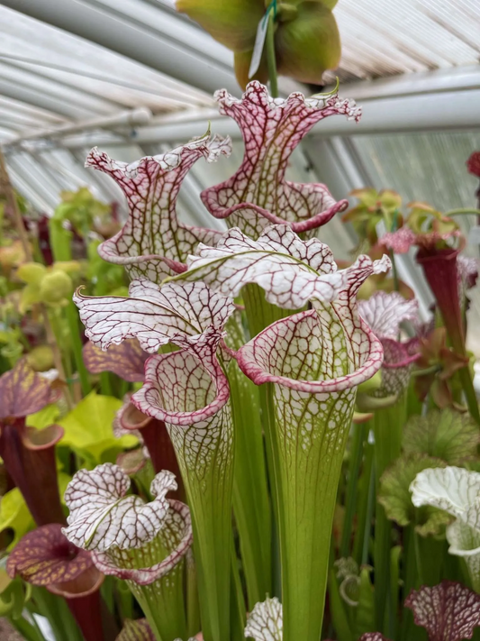 Sarracenia x leucophylla G2 x Adrian Slack (Shipped Bare-Root)