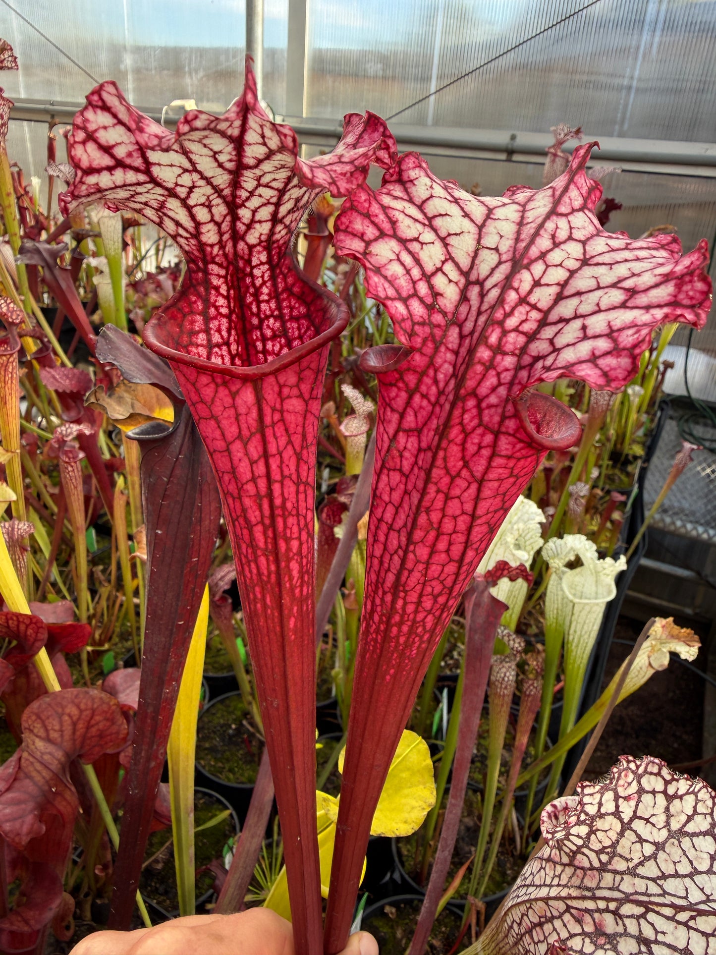 Sarracenia x leucophylla Hurricane Creek White F x Saxapahaw clone B. - Small (Shipped Bare-Root)