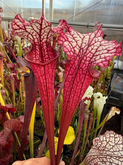 Sarracenia x leucophylla Hurricane Creek White F x Saxapahaw clone B. - Small (Shipped Bare-Root)