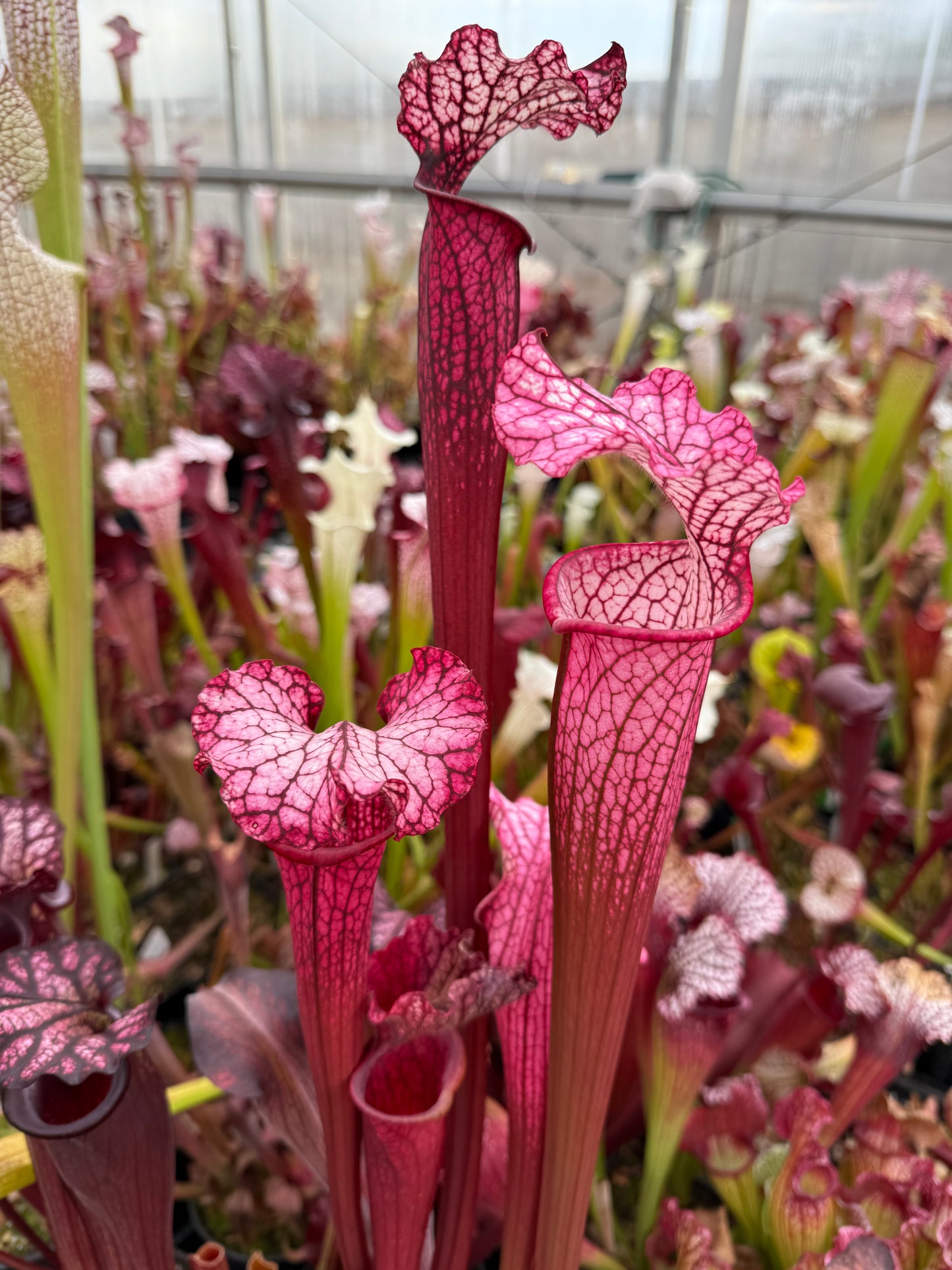Sarracenia x leucophylla Hurricane Creek White F x Saxapahaw clone B. - Small (Shipped Bare-Root)