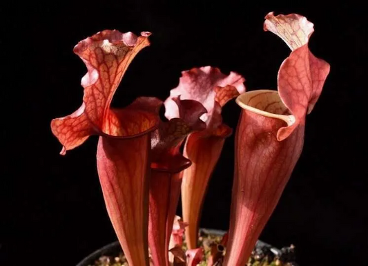 Sarracenia x leucophylla Mesa Exotics x flava Ornata Phil F. JH Reserve