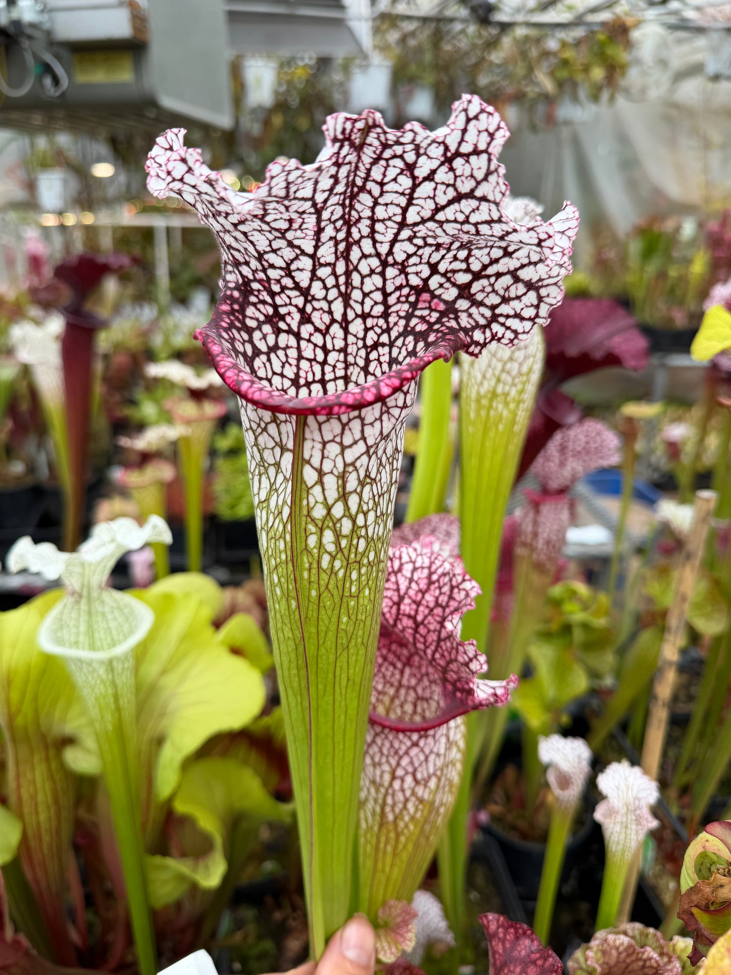 Sarracenia x leucophylla (moorei x purpurea venosa) cIA West Cornwall Carnivores