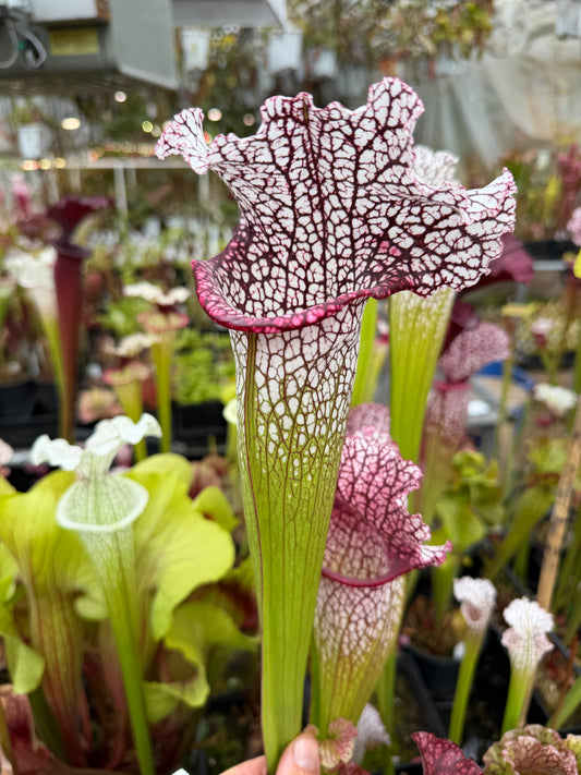 Sarracenia x leucophylla (moorei x purpurea venosa) cIA West Cornwall Carnivores