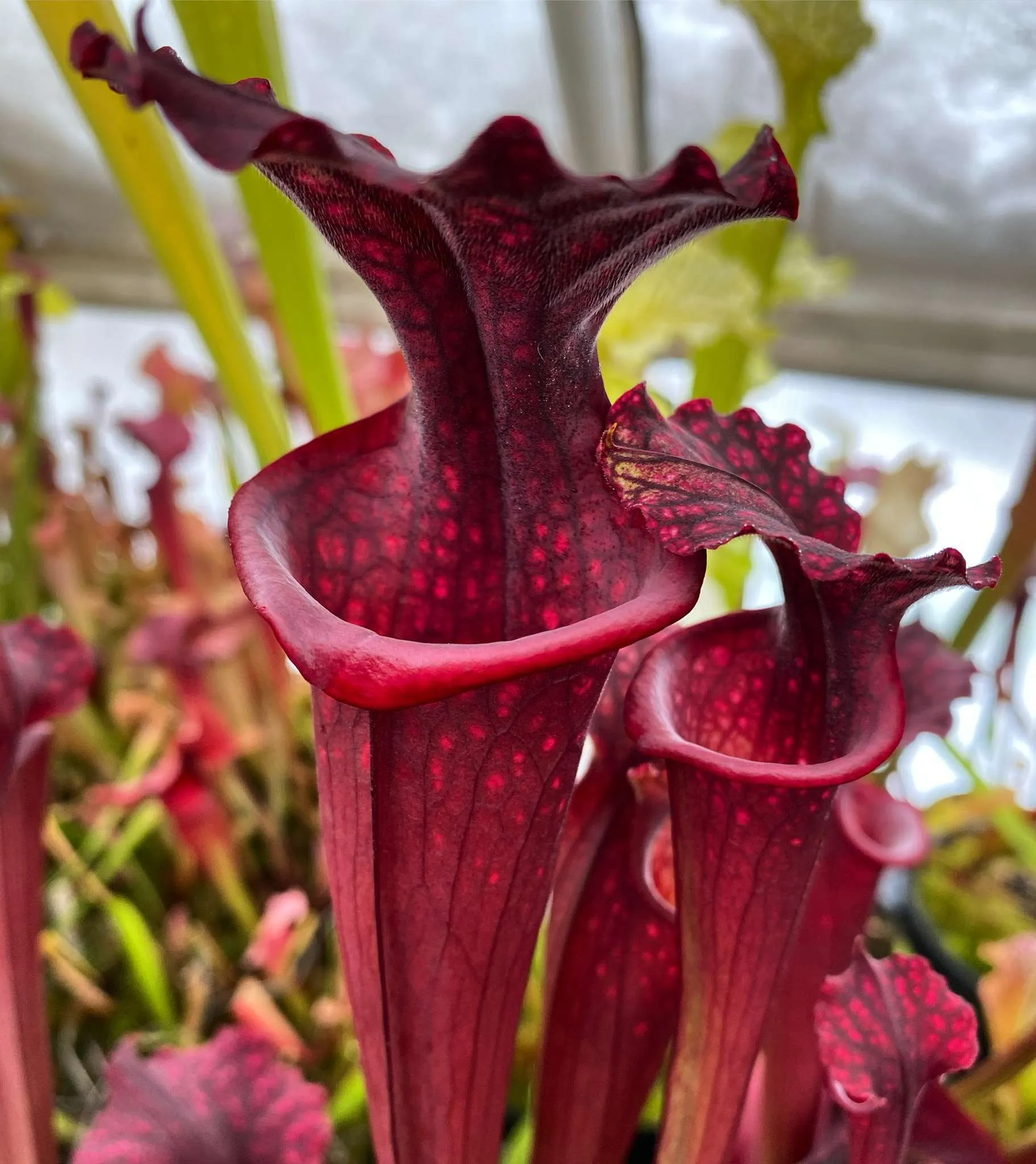 Sarracenia x leucophylla Purple Lips x flava var. Rubricorpora