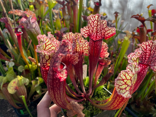Sarracenia x (leucophylla Purple Lips x Mesa Exotics) x purpurea ssp. venosa Tattnall Co GA #1 (Shipped Bare-Root)