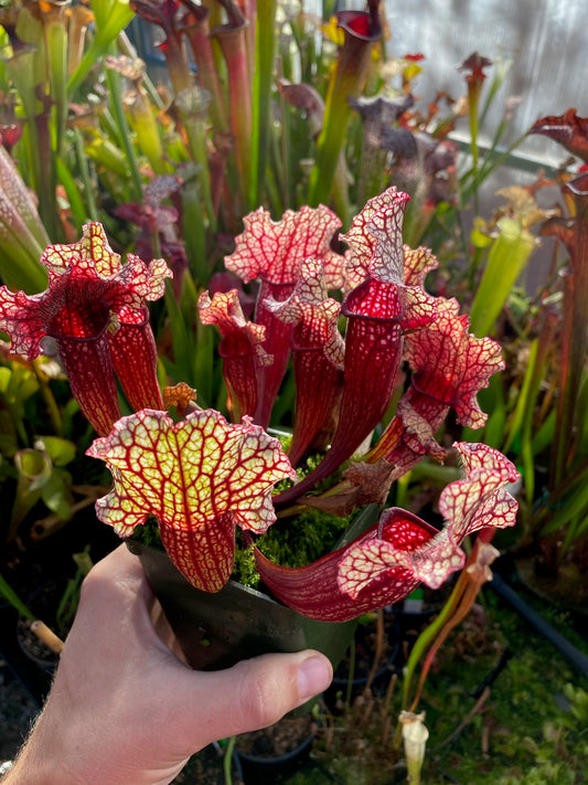 Sarracenia x (leucophylla Purple Lips x Mesa Exotics) x purpurea ssp. venosa Tattnall Co GA #2 (Shipped Bare-Root)