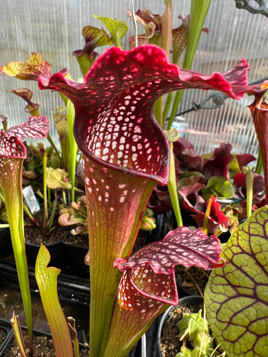 Sarracenia x leucophylla Purple Lips x minor Phil's Giant clone #1 (Shipped Bare-Root)