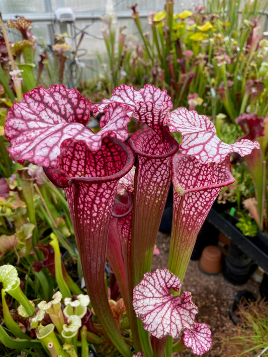 Sarracenia x leucophylla Purple Lips x Royal Ruby #1 white top (Shipped Bare-Root)