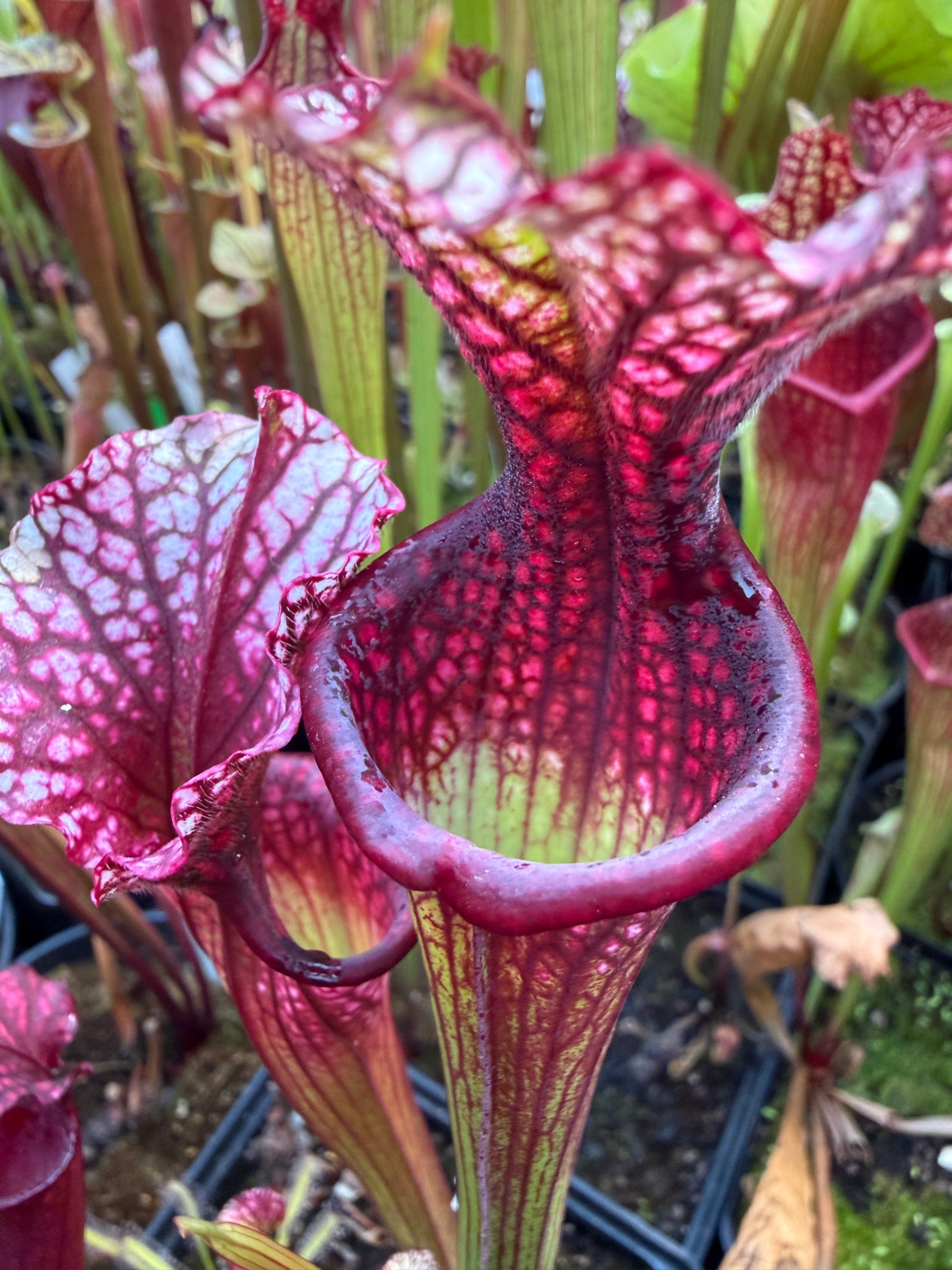 Sarracenia x leucophylla Purple Lips x Saurus