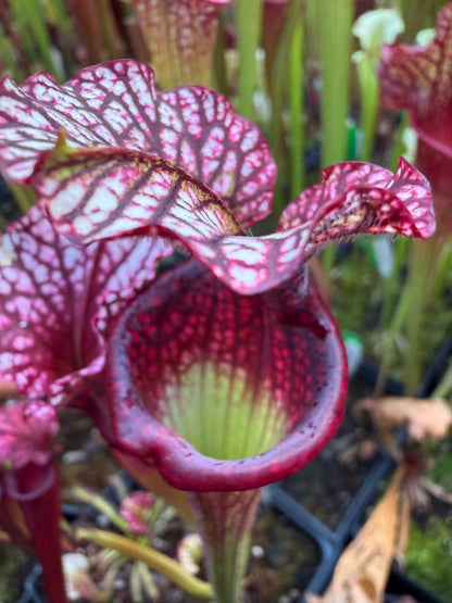 Sarracenia x leucophylla Purple Lips x Saurus