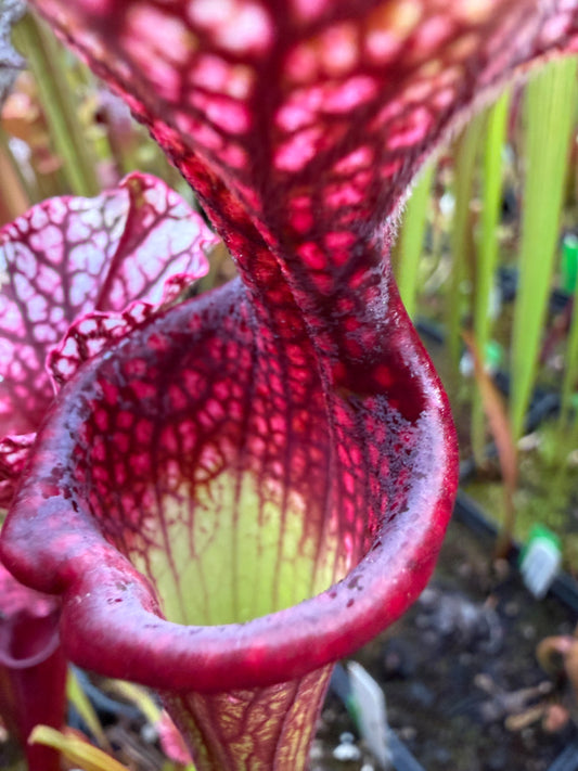 Sarracenia x leucophylla Purple Lips x Saurus