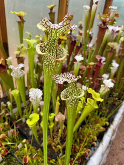 Sarracenia x leucophylla Vicko x Adrian Slack clone K Miroslav Srba (Shipped Bare-Root)