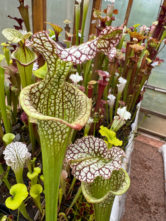 Sarracenia x leucophylla Vicko x Adrian Slack clone K Miroslav Srba (Shipped Bare-Root)