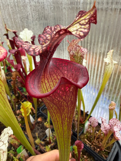 Sarracenia x leucophylla x flava LH108 FP (Shipped Bare-Root)
