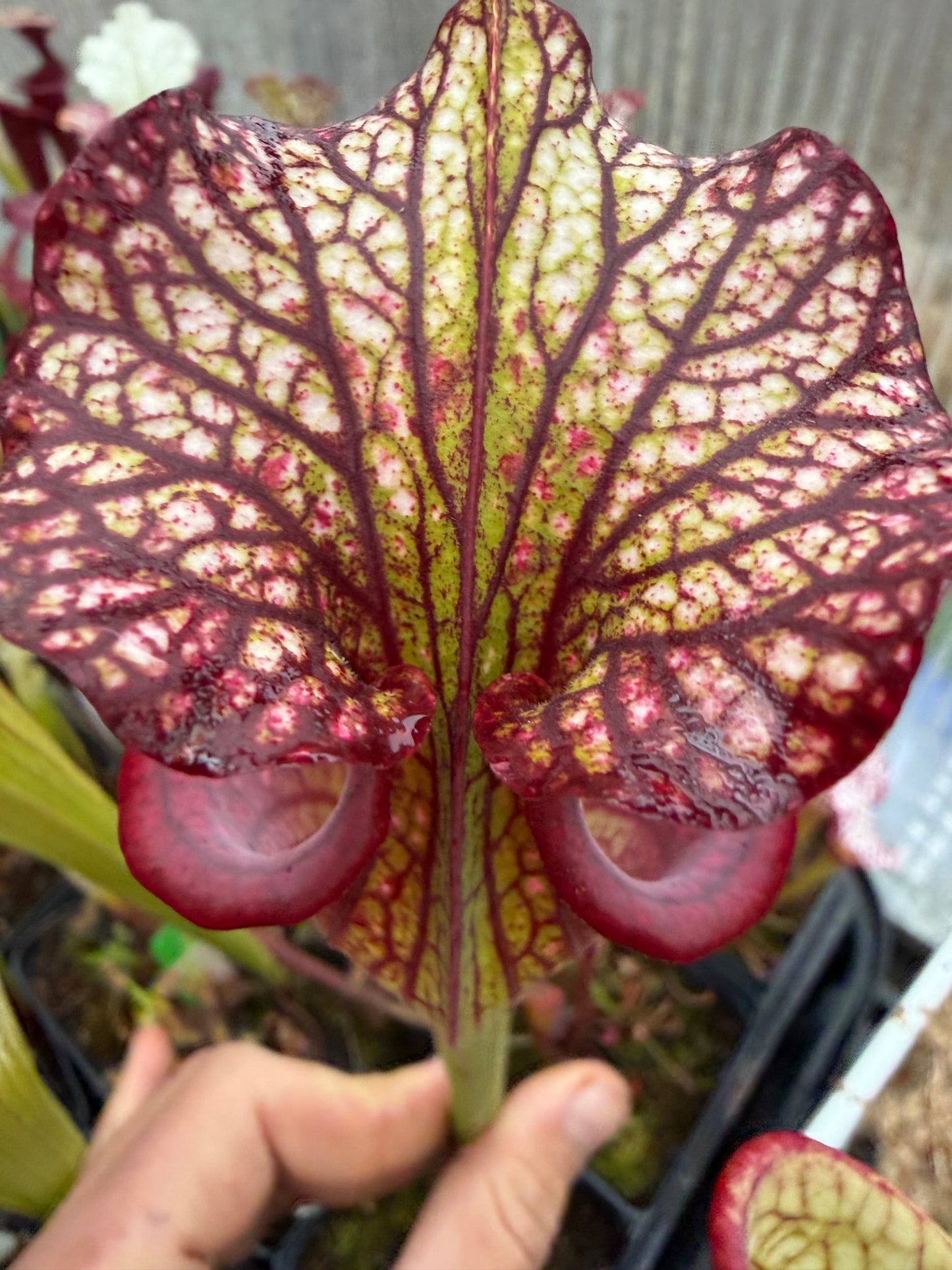 Sarracenia x leucophylla x flava LH108 FP (Shipped Bare-Root)