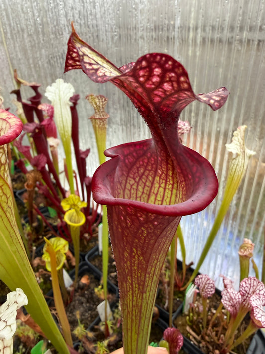 Sarracenia x leucophylla x flava LH108 FP (Shipped Bare-Root)