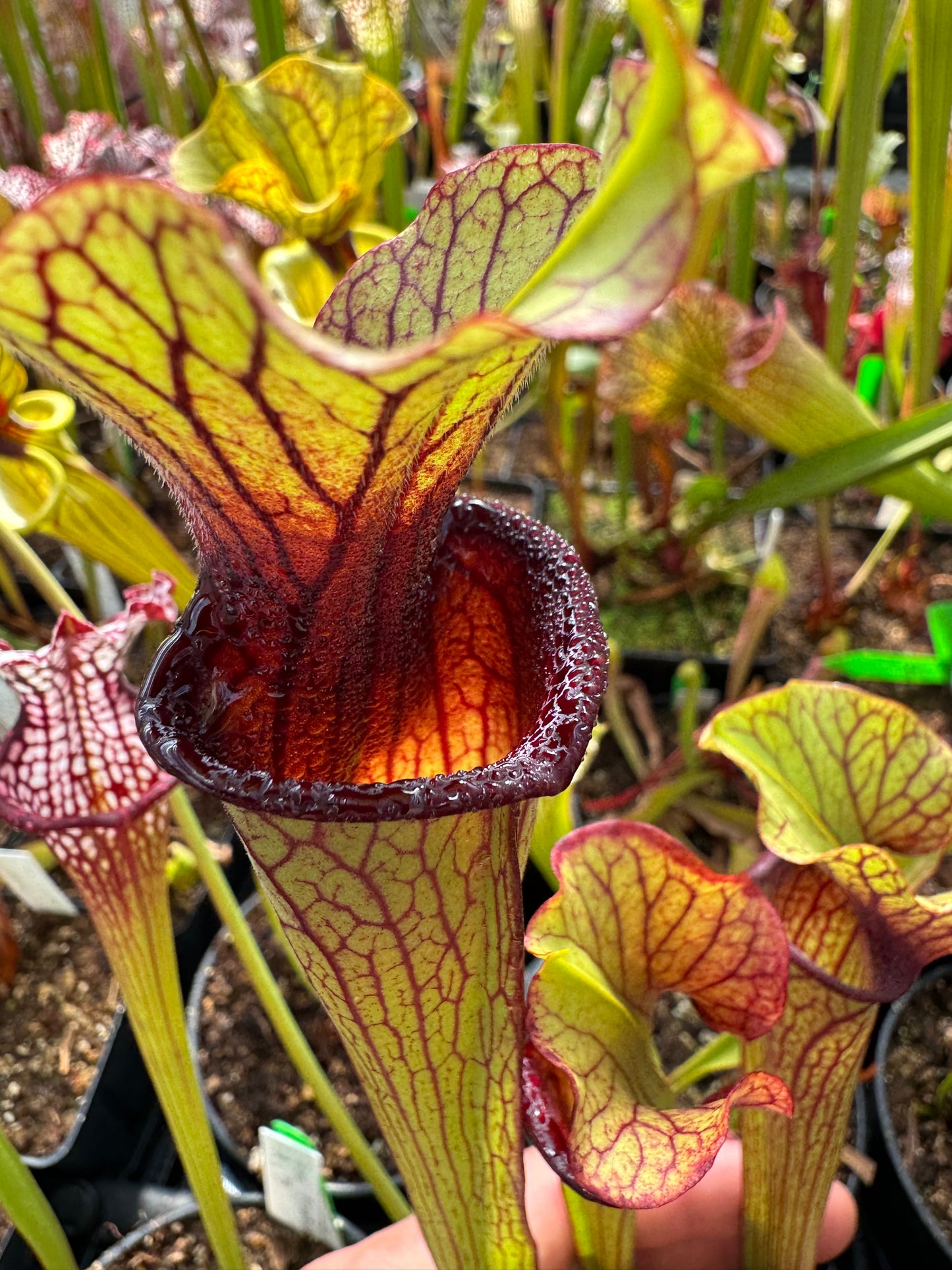 Sarracenia x Licorice Lips (Shipped Bare-Root)