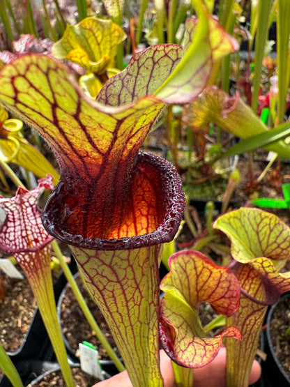 Sarracenia x Licorice Lips (Shipped Bare-Root)