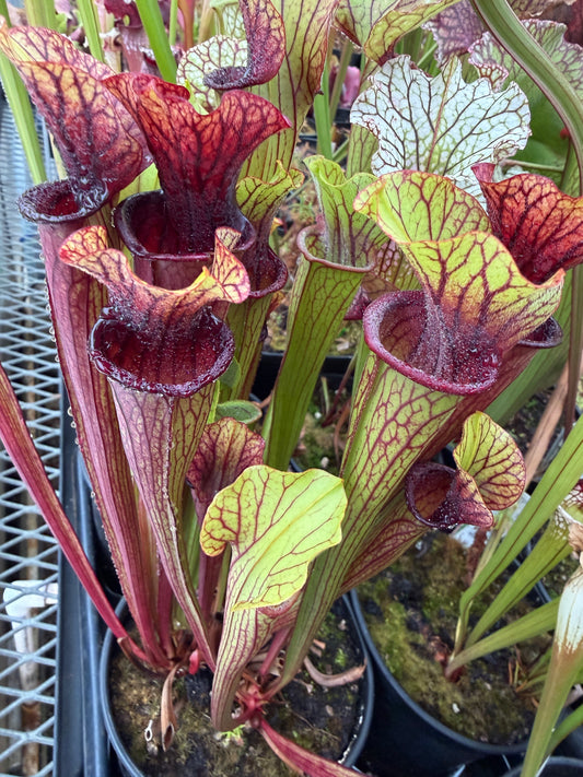 Sarracenia x Licorice Lips (Shipped Bare-Root)