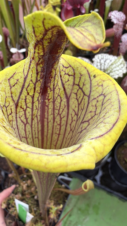 Sarracenia x Lidless leucophylla Franklin Co x Red Viper Wes B. - Small (Shipped Bare-Root)