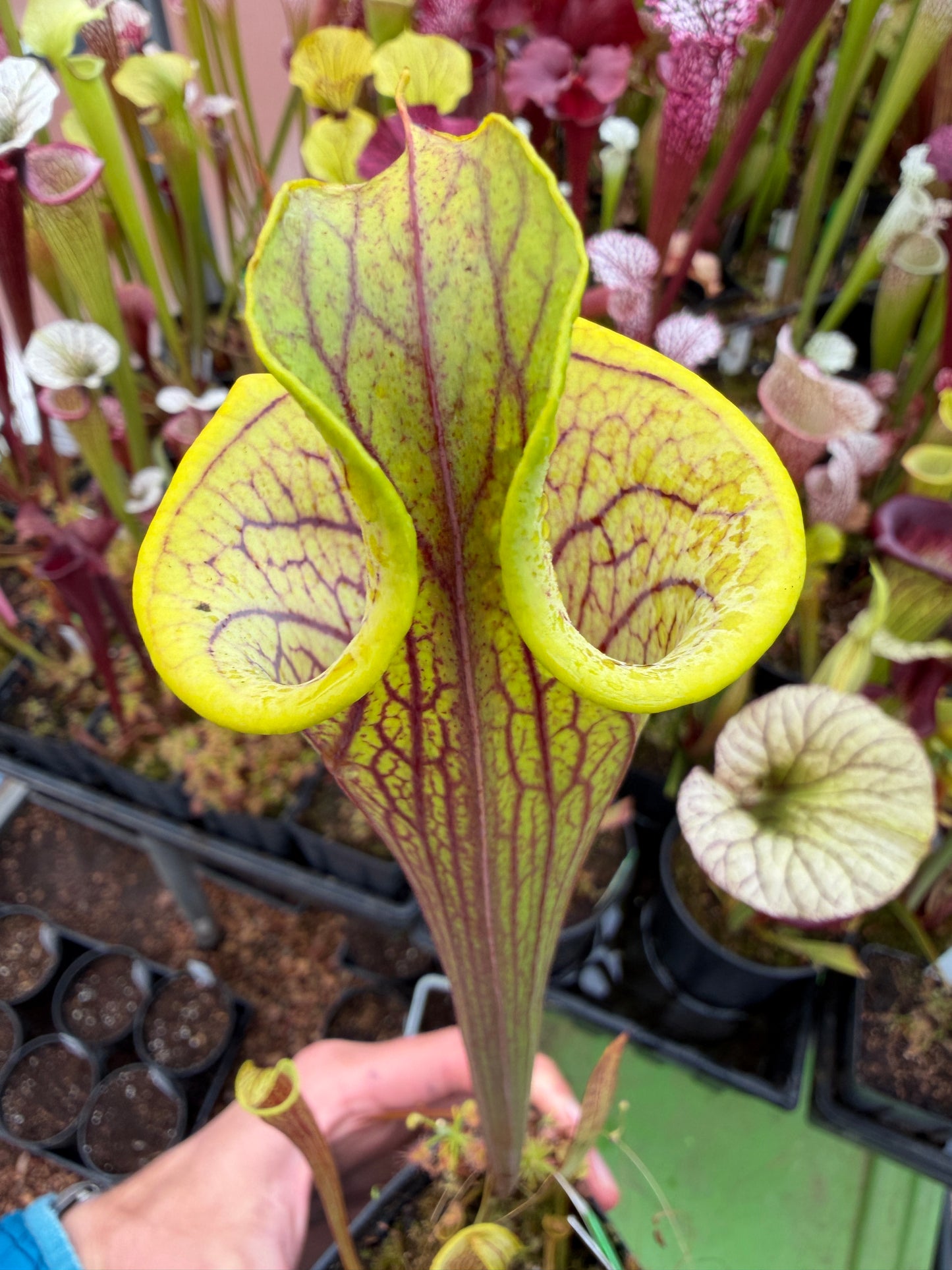 Sarracenia x Lidless leucophylla Franklin Co x Red Viper Wes B. - Small (Shipped Bare-Root)
