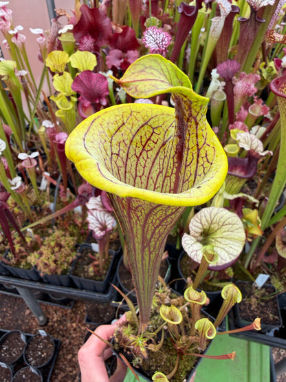 Sarracenia x Lidless leucophylla Franklin Co x Red Viper Wes B. - Small (Shipped Bare-Root)