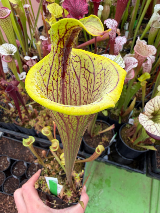 Sarracenia x Lidless leucophylla Franklin Co x Red Viper Wes B. - Small (Shipped Bare-Root)